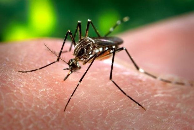 situacao_emergencia_guanambi mosquito_da_dengue